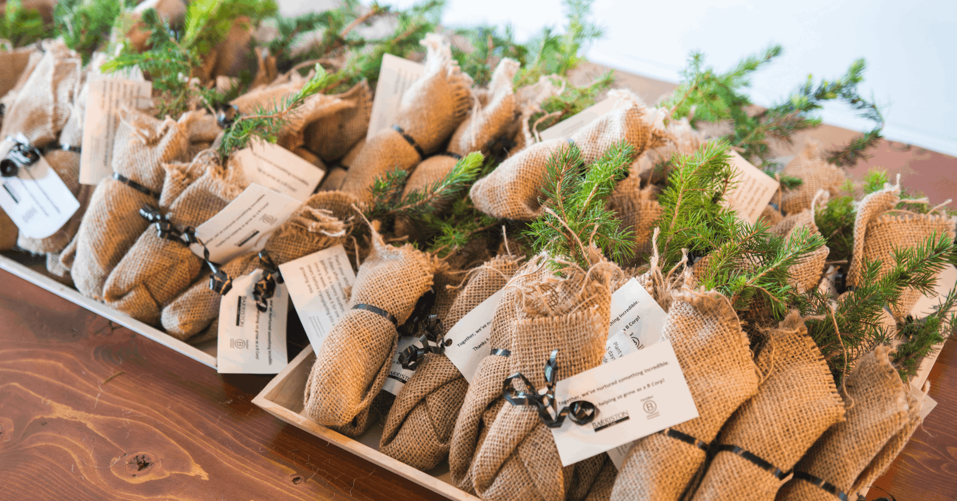 3-B-Corp-Community-Slide-02-Summer-Event-Seedlings