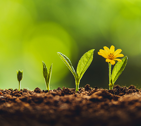 Growth tree young plant Natural green background