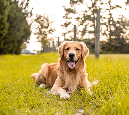 A golden retriever dog laying down on a trail on country road wi