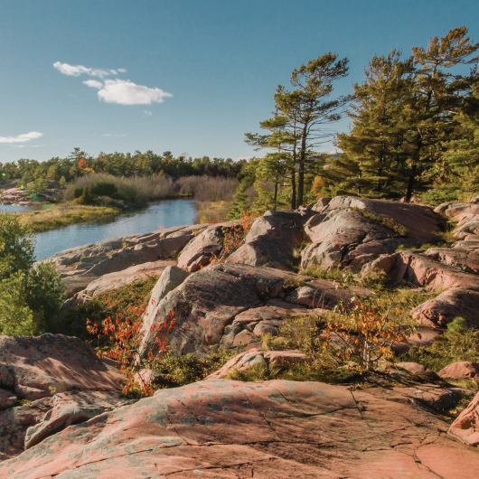 Trees on the Canadian Shield