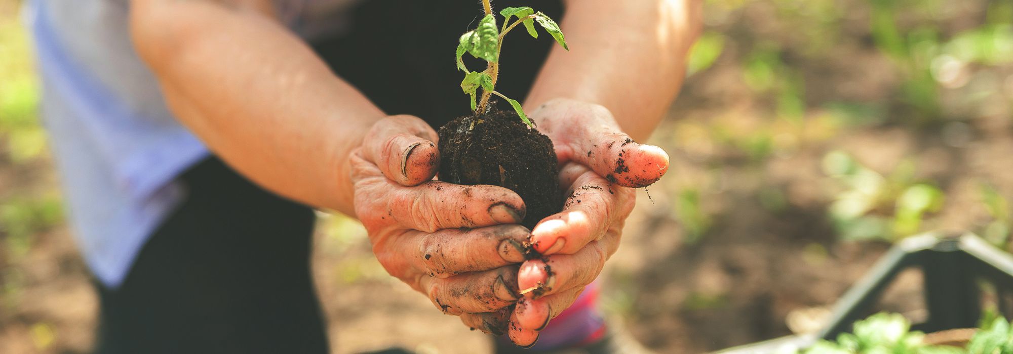 Hands holding a sapling about to be planted