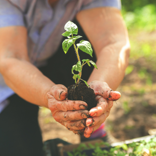 Hands holding a sapling